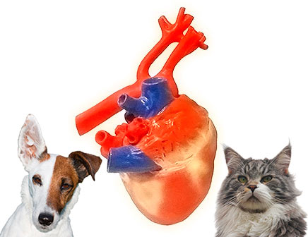 cardiologia-veterinaria-2